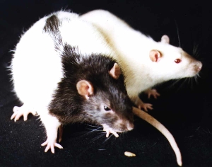 Herman and Hermiona