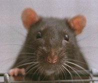 standover mouse
