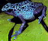 blue frog