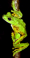 flanged frog
