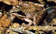 hiding frog