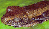 a nictated eye