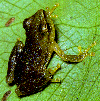 teeny weeny frog
