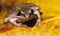 not hiding frog